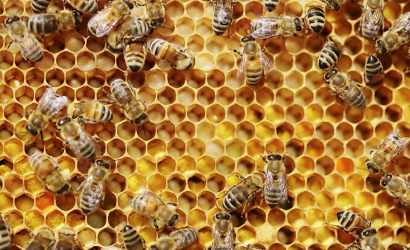 Szlovákiában a dolgozó méhek gyakran csak egy hétig élnek