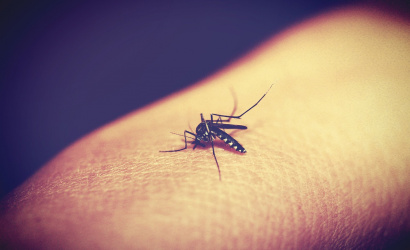 A klímaváltozással egyre több lesz a szúnyog?