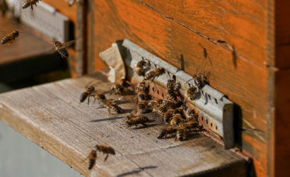 Újabb intézkedésekkel segítik a méhészeket