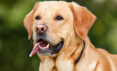 Törvényi kötelezettség kutyáink nyilvántartásba vétele