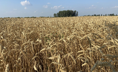 Fokozott tűzveszélyre figyelmeztet a tűzoltóság az aratási időszakban