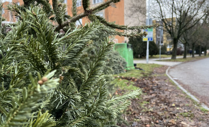 Az idén is gyűjtik a karácsonyfákat