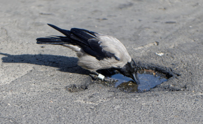 Madárinfluenza-fenyegetés: fokozott óvatosságra kérik a járás lakosságát