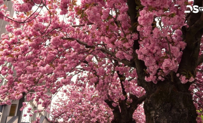 Embedded thumbnail for Pillanatképes összeállítás a sokak által kedvelt évszakról, a tavaszról