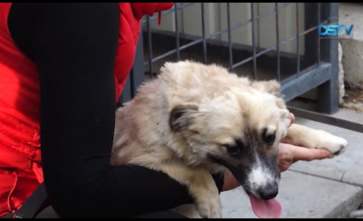 Embedded thumbnail for Egyre több önkéntes segít a kóbor kutyák ellátásában