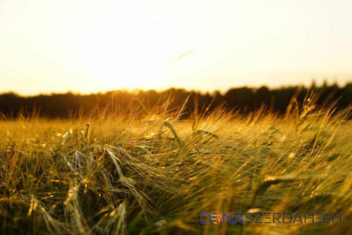 Illusztrációs felvétel, Pixabay.com A vártnál alacsonyabb lehet a gabona és az olajnövények terméshozama