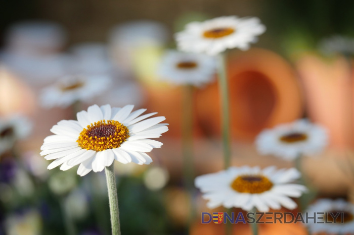 Fotó: pixabay.com Tavaszi nyitás és zárás