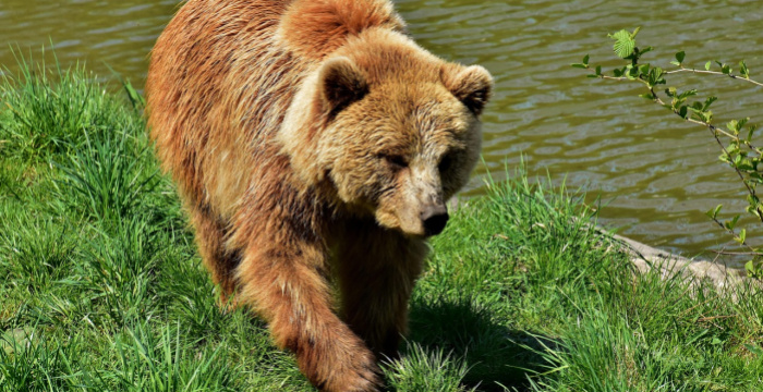 Fél év alatt 201 medvét lőttek ki a szlovákiai populációból idén