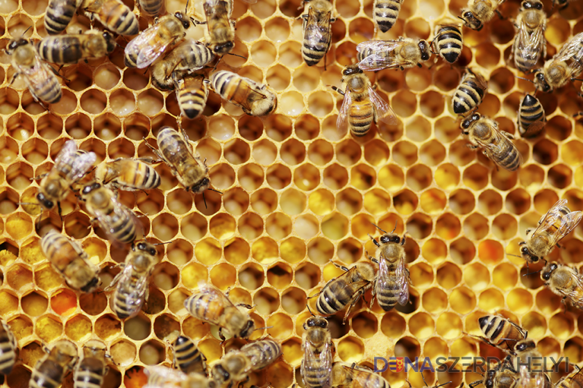 Szlovákiában a dolgozó méhek gyakran csak egy hétig élnek