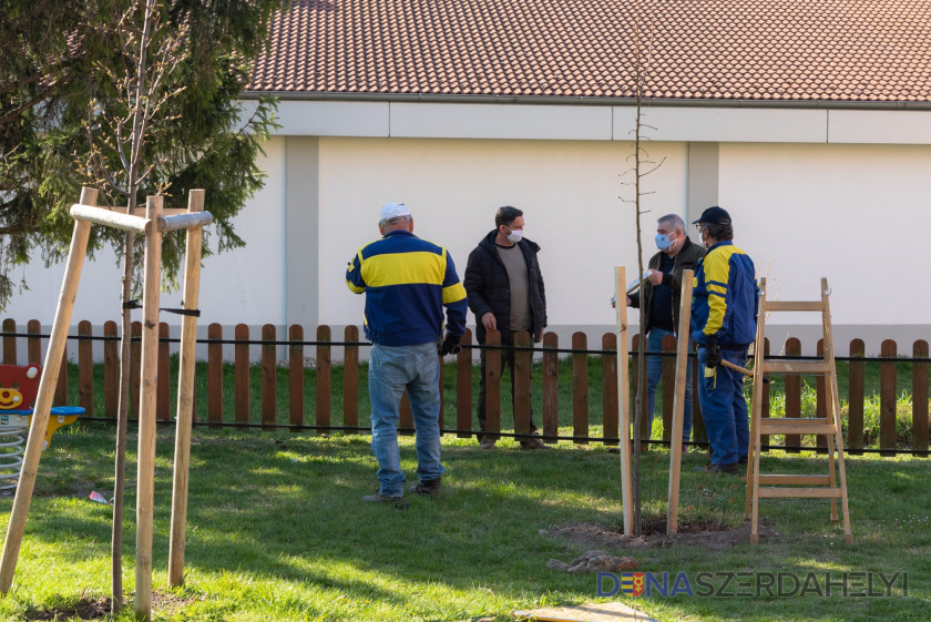 Folytatódik a faültetés városunkban