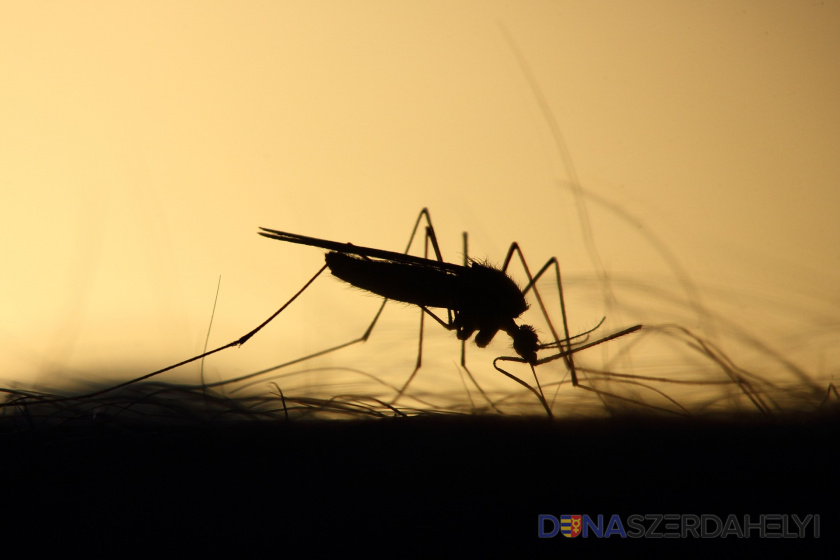 Illusztrációs felvétel (pixabay) Csütörtök este ismét szúnyoggyérítés lesz