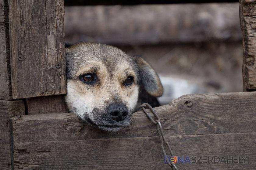 Az állatvédők folytatni akarják a küzdelmet a kutyák láncon tartása ellen