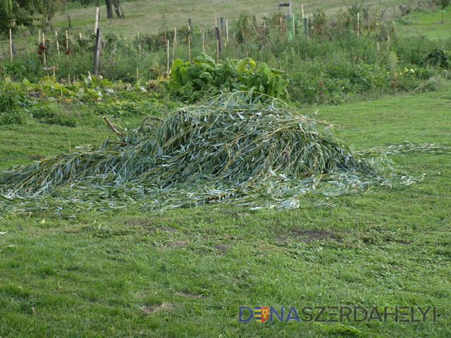 A zöldhulladékot fokozatosan fogják összegyűjteni