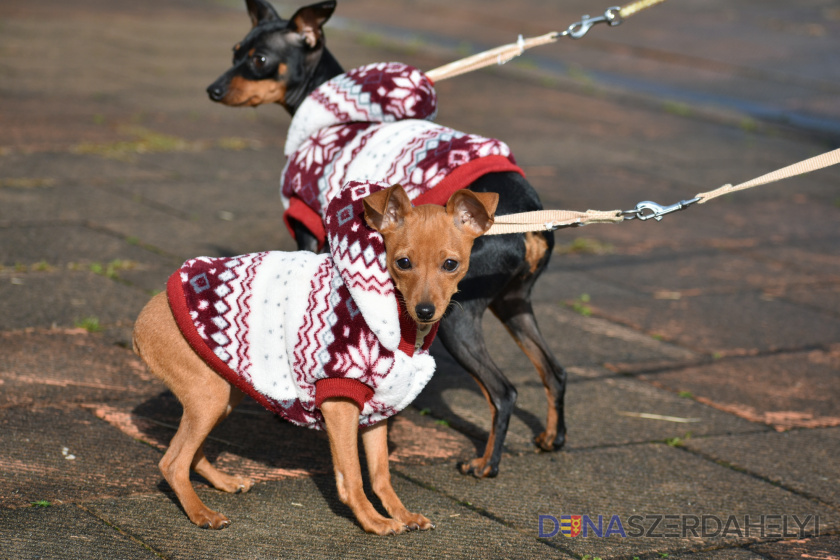 Illusztrációs felvétel (pixabay) Várják a gazdikat a kutyapiszok gyűjtő zacskók!