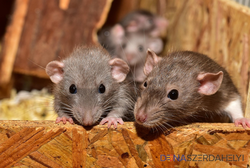 Illusztrációs felvétel (pixabay) Tavaszi rágcsálóirtás Dunaszerdahelyen – kötelező védekezés az élősködők ellen