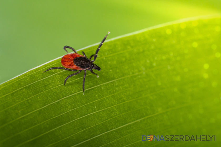Illusztrációs felvétel (pixabay) Kullancsveszély – így védekezzünk hatékonyan