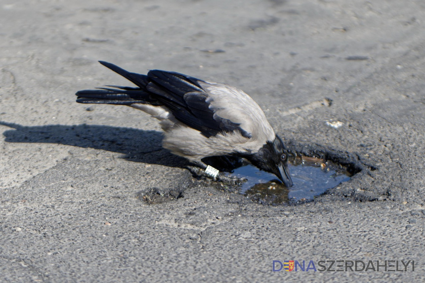 Madárinfluenza-fenyegetés: fokozott óvatosságra kérik a járás lakosságát