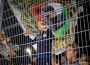 Közös ünneplés a szurkolókkal a DAC-Trencsén (3:1) bajnoki után