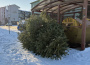 Karácsonyfa-elszállítás januárban